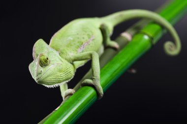 Yeşil hayvan, Chameleon
