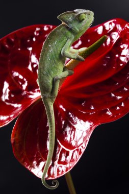 Flower on chameleon clipart