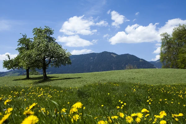 Krajina v horách, jaro — Stock fotografie