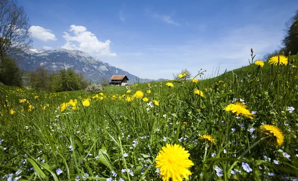 Spring landscape in mountains, apls — Stock Photo, Image