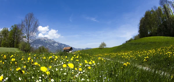 Spring landscape in mountains, apls — Stock Photo, Image