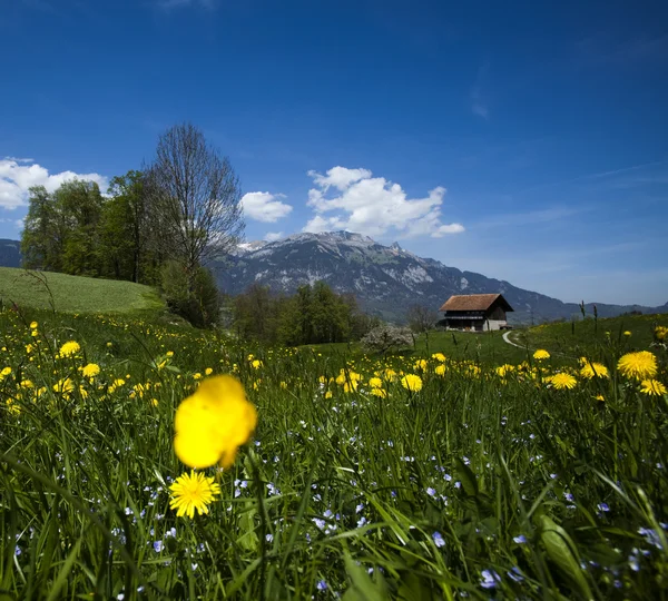 Paisagem de primavera em montanhas, apls — Fotografia de Stock