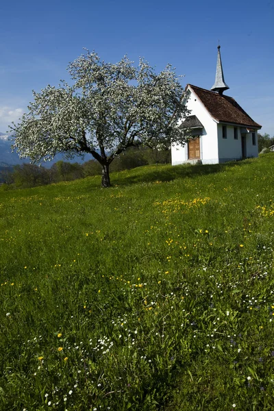 Pejzaż wiosna w górach, apls — Zdjęcie stockowe