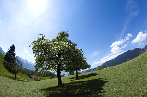 Весенний пейзаж в горах, яблоки — стоковое фото