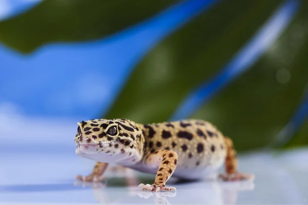 Gecko w tle błękitnego nieba — Zdjęcie stockowe