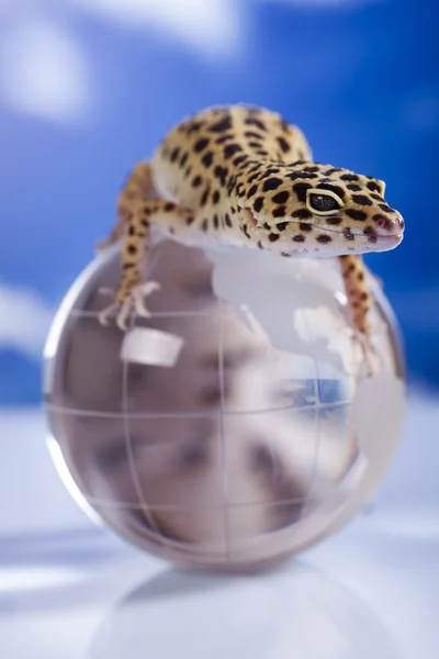 Gecko no globo — Fotografia de Stock