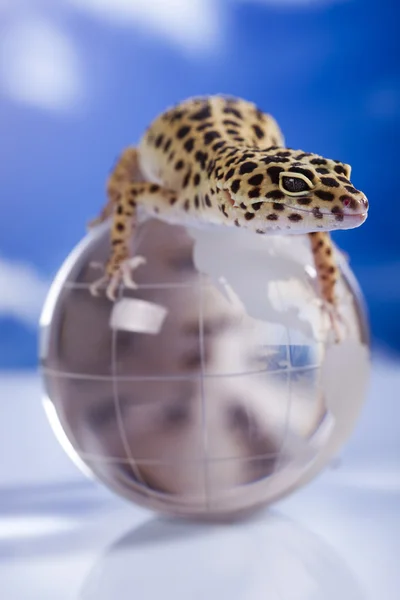 stock image Gecko in globe