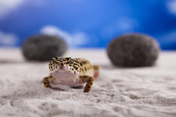 Gecko σε φόντο γαλάζιο του ουρανού — Φωτογραφία Αρχείου