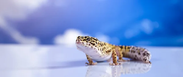 Gecko en un fondo de cielo azul —  Fotos de Stock