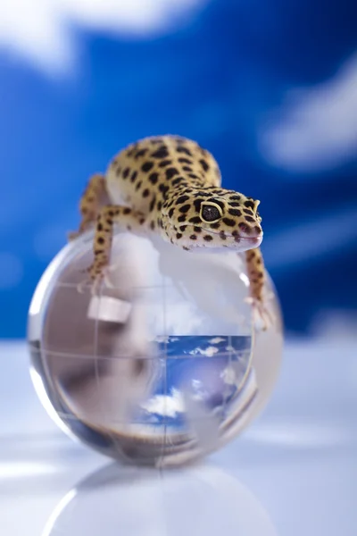 Gecko でグローブ — ストック写真