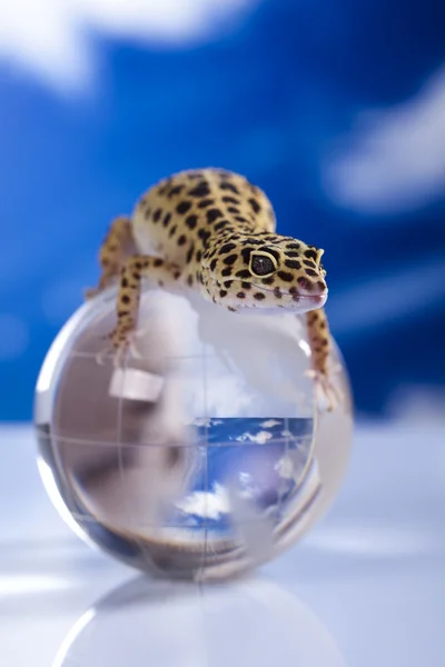 Globe v gecko — Stock fotografie