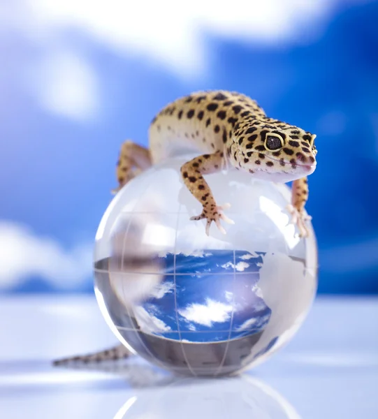 Globe en gecko — Photo