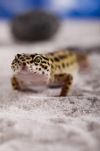 Gecko σε φόντο γαλάζιο του ουρανού — Φωτογραφία Αρχείου