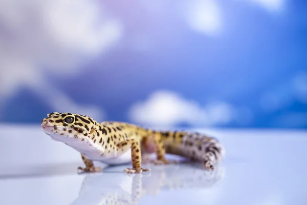 Gekon v pozadí modré oblohy — Stock fotografie