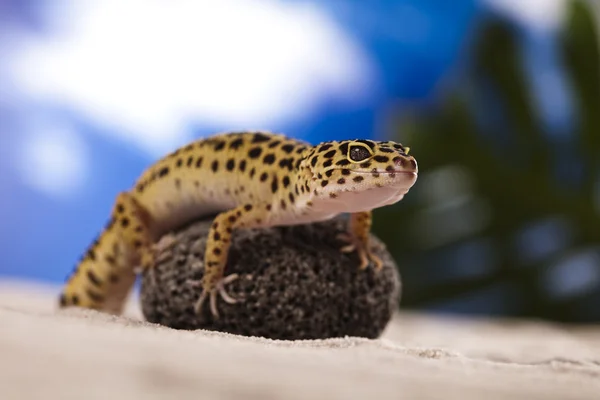 Gecko sürüngen, kertenkele — Stok fotoğraf