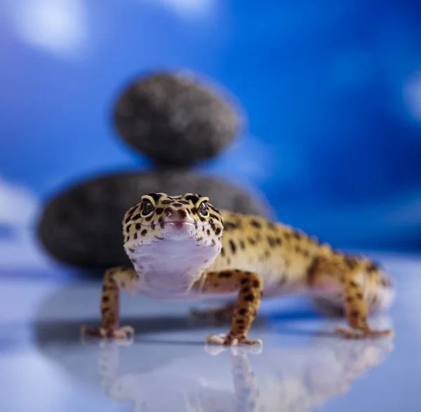 Gecko hüllő, gyík — Stock Fotó