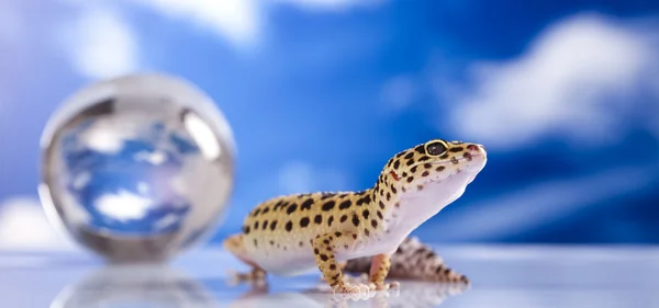 Υδρόγειο στο gecko — Φωτογραφία Αρχείου