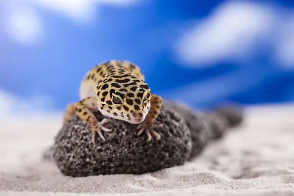 Gecko in een blauwe hemelachtergrond — Stockfoto
