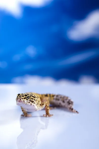 Gecko reptiel, hagedis — Stockfoto