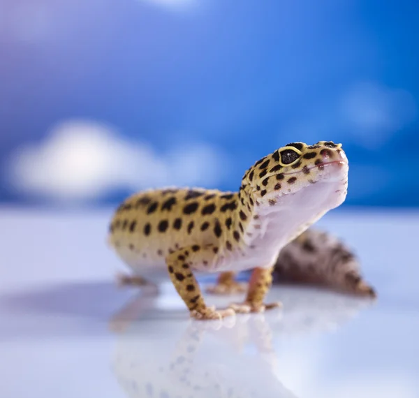Gecko in een blauwe hemelachtergrond — Stockfoto
