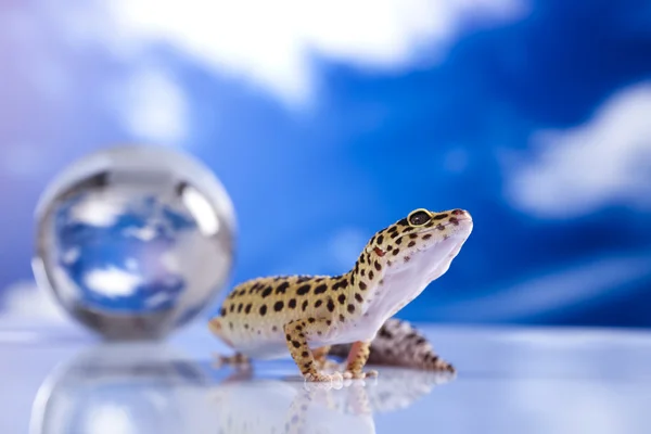 Yerkürenin gecko — Stok fotoğraf
