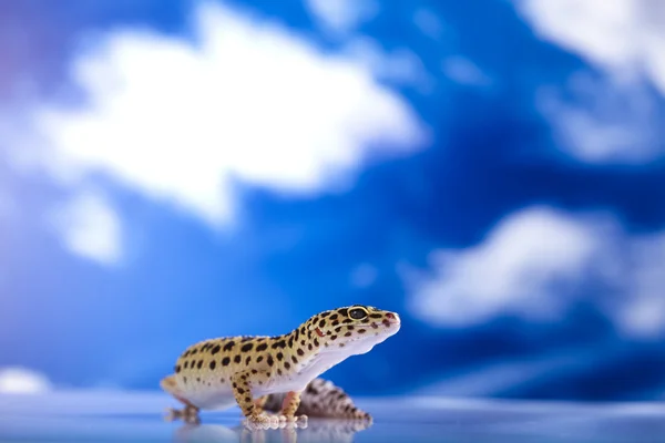 Геккон на голубом фоне неба — стоковое фото
