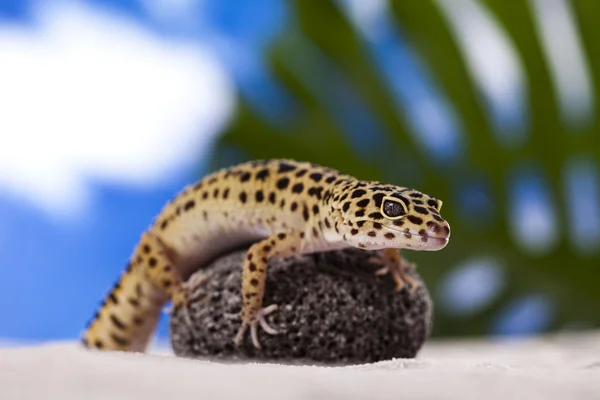 Gecko réptil, Lagarto — Fotografia de Stock