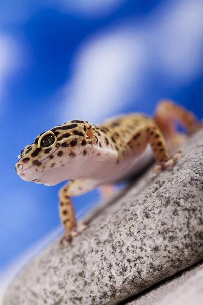 Gecko-Reptil, Eidechse — Stockfoto