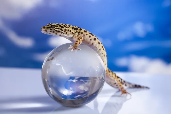 Globo em Gecko — Fotografia de Stock