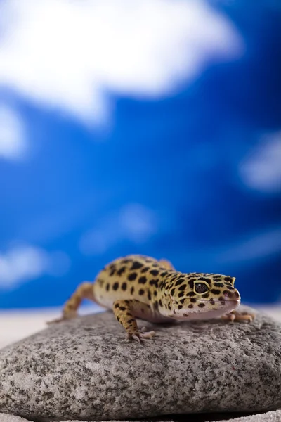 Gecko em um fundo céu azul — Fotografia de Stock