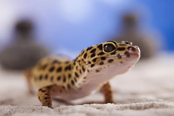 Lagarto reptil pequeño geco —  Fotos de Stock