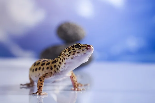 Der Gecko — Stockfoto