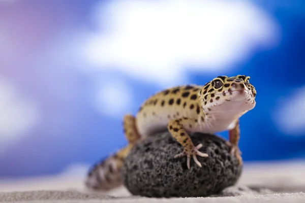 The gecko — Stock Photo, Image