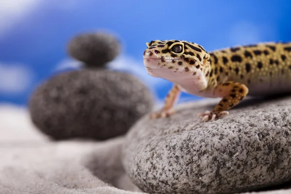The gecko — Stock Photo, Image
