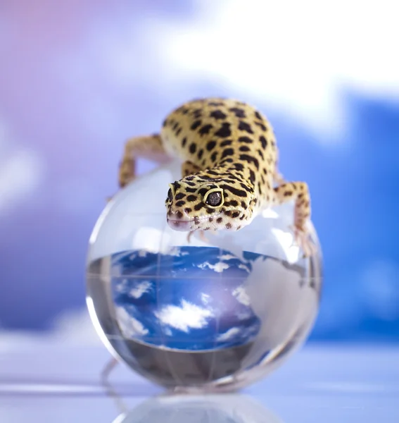 Globe in gecko — Stock Photo, Image