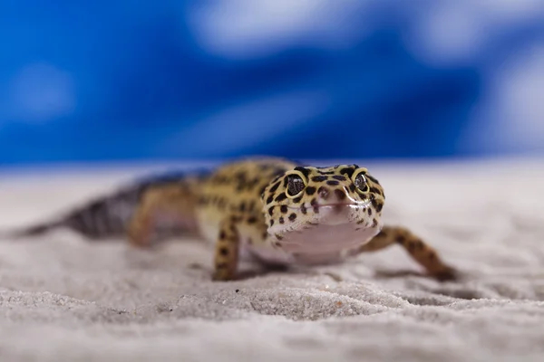stock image The gecko