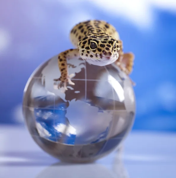 stock image Globe in gecko