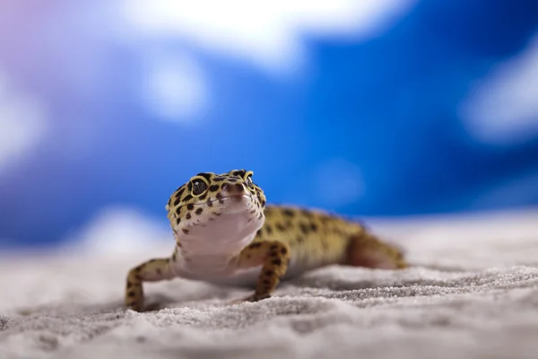 Το gecko — Φωτογραφία Αρχείου