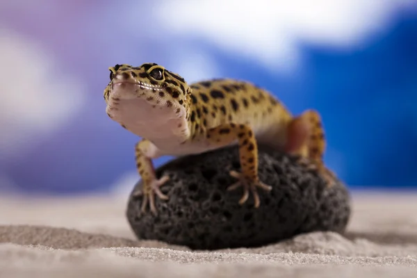 Reptil de Gecko, Lagarto —  Fotos de Stock