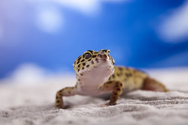 Gecko ερπετό, σαύρα — Φωτογραφία Αρχείου
