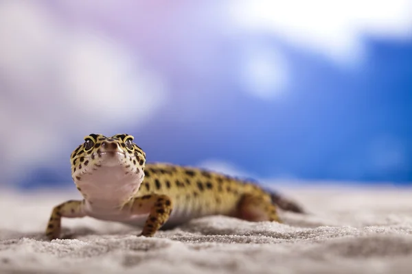 Küçük gecko sürüngen kertenkele — Stok fotoğraf