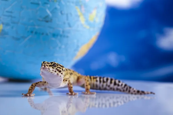 Globus im Gecko — Stockfoto