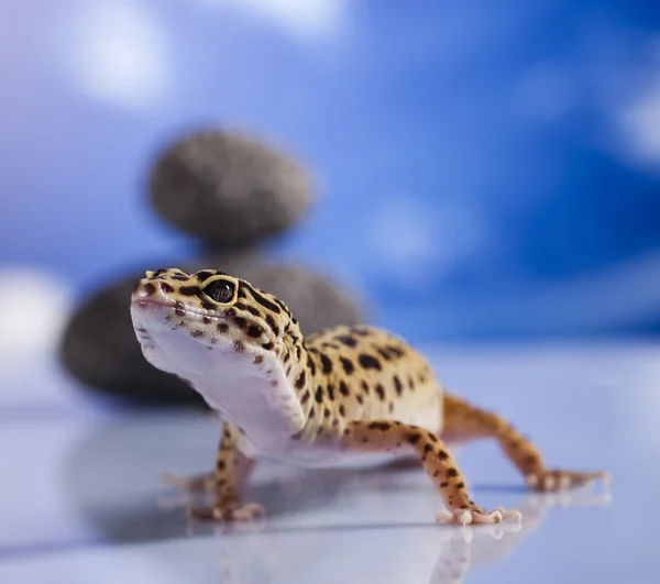 Malé gecko plazů ještěrka — Stock fotografie