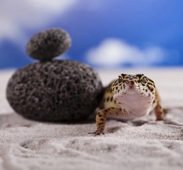 Μικρες gecko ερπετό σαύρα — Φωτογραφία Αρχείου