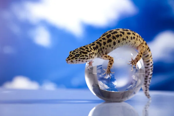 Globe in gecko — Stockfoto