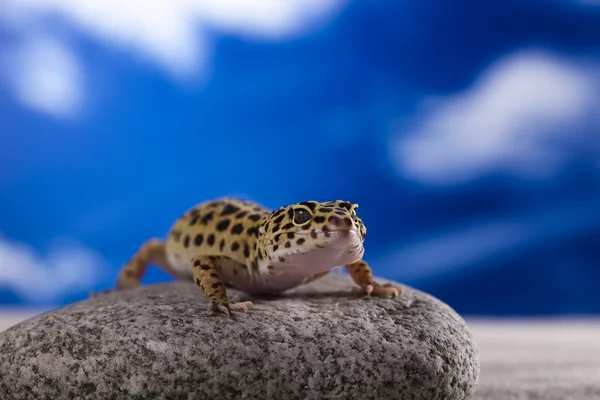Gecko ερπετό, σαύρα — Φωτογραφία Αρχείου