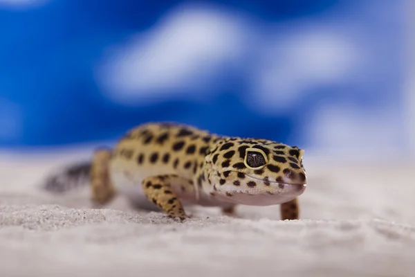 Küçük gecko sürüngen kertenkele — Stok fotoğraf