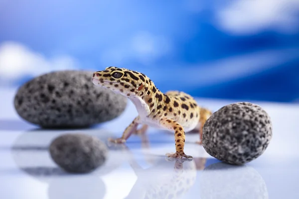 Gecko réptil, Lagarto — Fotografia de Stock