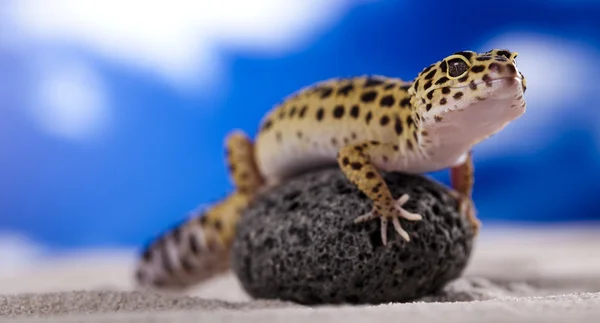 Μικρες gecko ερπετό σαύρα — Φωτογραφία Αρχείου