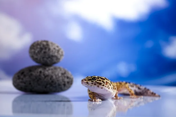 Leopard gecko — Stock Photo, Image
